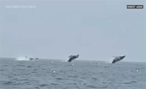 ‘Whale ballet’: Video shows 3 humpbacks jump in unison, a birthday surprise for man and daughters
